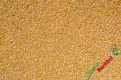 Gelbsenf kg - (2,79€/kg),