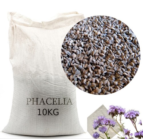 Phacelia gründüngung - 10, kg