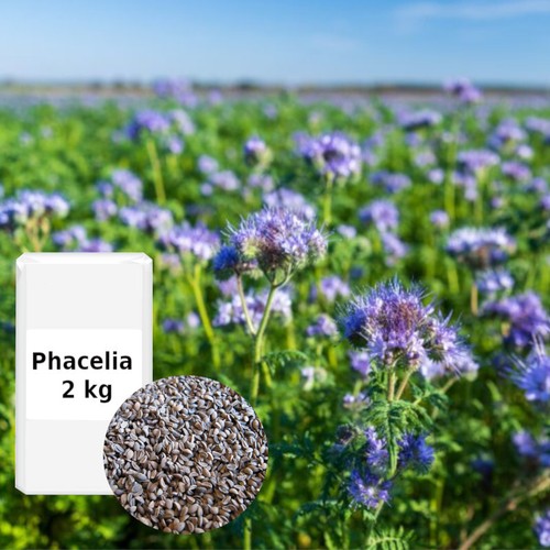 Phacelia kg - (9,03€/kg),